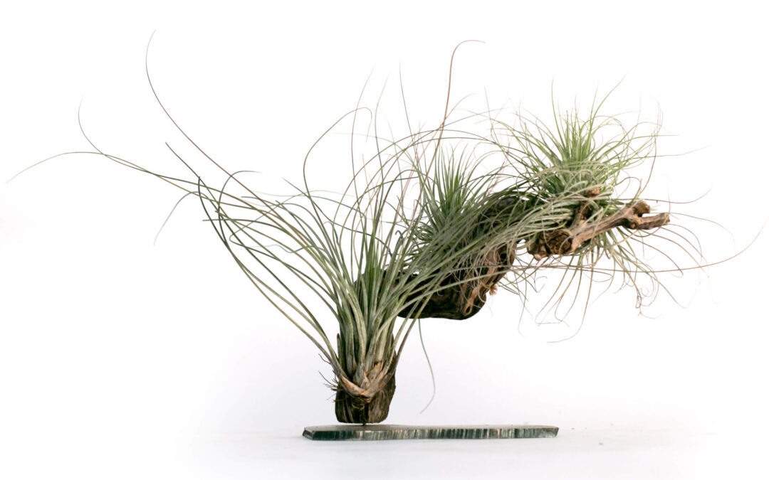 Tillandsia auf Rebholz Nummer 03