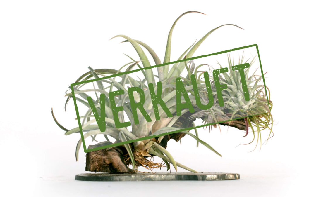 Tillandsia auf Rebholz Nummer 02